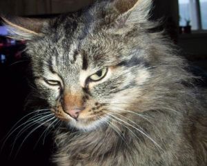 � ������ ������� ����� ��������� �� �����